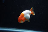 Baby Ranchu  Red White 3 Inch (ID#1129R9c-37) Free2Day SHIPPING