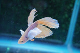 Dumbo   Multicolor Halfmoon Male Betta (ID#801-M514) Free2Day SHIPPING