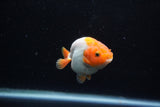 Baby Ranchu  Red White 3 Inch (ID#1129R9c-37) Free2Day SHIPPING