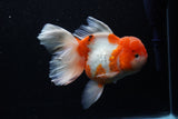 Jumbo Thai Oranda  Sakura 6 Inch (ID#218T5a-107)