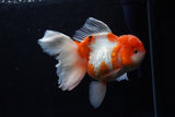 Jumbo Thai Oranda  Sakura 6 Inch (ID#218T5a-107)