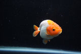 Baby Ranchu  Red White 3 Inch (ID#1129R9c-37) Free2Day SHIPPING