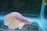 Dumbo   Multicolor Halfmoon Male Betta (ID#801-M514) Free2Day SHIPPING