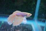 Dumbo   Multicolor Halfmoon Male Betta (ID#801-M514) Free2Day SHIPPING