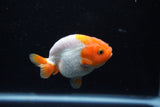 Baby Ranchu  Red White 3 Inch (ID#1129R9c-37) Free2Day SHIPPING