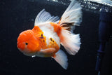 Jumbo Thai Oranda  Sakura 6 Inch (ID#218T5a-107)