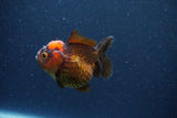 Short Body Thai Oranda  Red Black 3 Inch (ID#1105To14b-56) Free2Day SHIPPING