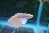 Dumbo   Multicolor Halfmoon Male Betta (ID#801-M514) Free2Day SHIPPING