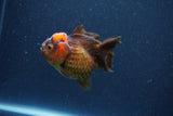 Short Body Thai Oranda  Red Black 3 Inch (ID#1105To14b-56) Free2Day SHIPPING