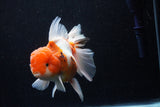 Jumbo Thai Oranda  Sakura 6 Inch (ID#218T5a-107)