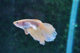 Dumbo   Multicolor Halfmoon Male Betta (ID#801-M514) Free2Day SHIPPING