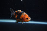 Baby Ranchu  Calico 2.5 Inch (ID#1129R9c-38) Free2Day SHIPPING