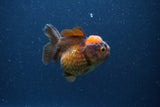 Short Body Thai Oranda  Red Black 3 Inch (ID#1105To14b-56) Free2Day SHIPPING