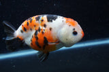 Milk Cow Ranchu  Calico 5 Inch (ID#404R10a-102) Free2Day SHIPPING