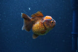 Short Body Thai Oranda  Red Black 3 Inch (ID#1105To14b-56) Free2Day SHIPPING