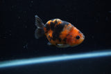 Baby Ranchu  Calico 2.5 Inch (ID#1129R9c-38) Free2Day SHIPPING