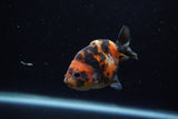 Baby Ranchu  Calico 2.5 Inch (ID#1129R9c-38) Free2Day SHIPPING