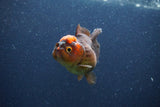 Short Body Thai Oranda  Red Black 3 Inch (ID#1105To14b-56) Free2Day SHIPPING