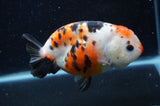 Milk Cow Ranchu  Calico 5 Inch (ID#404R10a-102) Free2Day SHIPPING