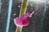 Dumbo   Multicolor Halfmoon Male Betta (ID#801-M515) Free2Day SHIPPING