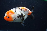 Milk Cow Ranchu  Calico 5 Inch (ID#404R10a-102) Free2Day SHIPPING