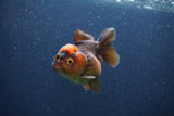 Short Body Thai Oranda  Red Black 3 Inch (ID#1105To14b-56) Free2Day SHIPPING