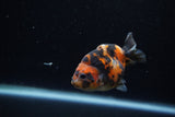 Baby Ranchu  Calico 2.5 Inch (ID#1129R9c-38) Free2Day SHIPPING