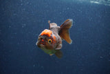 Short Body Thai Oranda  Red Black 3 Inch (ID#1105To14b-56) Free2Day SHIPPING