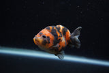 Baby Ranchu  Calico 2.5 Inch (ID#1129R9c-38) Free2Day SHIPPING