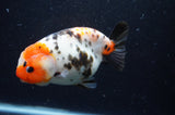 Milk Cow Ranchu  Calico 5 Inch (ID#404R10a-102) Free2Day SHIPPING