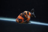 Baby Ranchu  Calico 2.5 Inch (ID#1129R9c-38) Free2Day SHIPPING