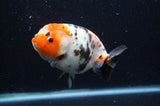 Milk Cow Ranchu  Calico 5 Inch (ID#404R10a-102) Free2Day SHIPPING