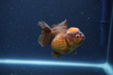 Short Body Thai Oranda  Red Black 3 Inch (ID#1105To14b-56) Free2Day SHIPPING