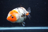 Milk Cow Ranchu  Calico 5 Inch (ID#404R10a-102) Free2Day SHIPPING