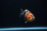 Baby Ranchu  Calico 2.5 Inch (ID#1129R9c-38) Free2Day SHIPPING