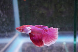 Dumbo   Multicolor Halfmoon Male Betta (ID#801-M515) Free2Day SHIPPING