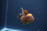 Short Body Thai Oranda  Red Black 3 Inch (ID#1105To14b-56) Free2Day SHIPPING