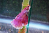 Dumbo   Multicolor Halfmoon Male Betta (ID#801-M515) Free2Day SHIPPING