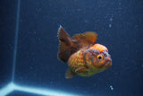 Short Body Thai Oranda  Red Black 3 Inch (ID#1105To14b-56) Free2Day SHIPPING