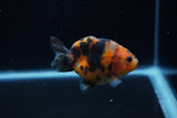 Baby Ranchu  Calico 2.5 Inch (ID#1129R9c-38) Free2Day SHIPPING