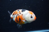 Milk Cow Ranchu  Calico 5 Inch (ID#404R10a-102) Free2Day SHIPPING