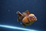 Short Body Thai Oranda  Red Black 3 Inch (ID#1105To14b-56) Free2Day SHIPPING