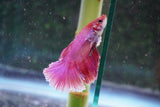 Dumbo   Multicolor Halfmoon Male Betta (ID#801-M515) Free2Day SHIPPING