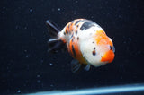 Milk Cow Ranchu  Calico 5 Inch (ID#404R10a-102) Free2Day SHIPPING