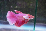 Dumbo   Multicolor Halfmoon Male Betta (ID#801-M515) Free2Day SHIPPING