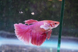 Dumbo   Multicolor Halfmoon Male Betta (ID#801-M515) Free2Day SHIPPING