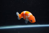 Baby Ranchu  Sakura 3 Inch (ID#1129R9c-39) Free2Day SHIPPING