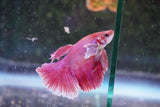 Dumbo   Multicolor Halfmoon Male Betta (ID#801-M515) Free2Day SHIPPING