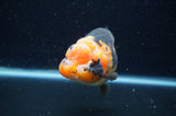 Milk Cow Ranchu  Calico 5 Inch (ID#404R10a-103) Free2Day SHIPPING