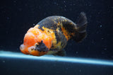 Milk Cow Ranchu  Calico 5 Inch (ID#404R10a-103) Free2Day SHIPPING